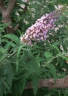 Einzelbild 3 Schmetterlingsstrauch - Buddleja davidii