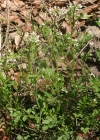 Einzelbild 1 Wald-Schaumkraut - Cardamine flexuosa aggr.
