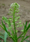 Einzelbild 1 Virginische Kresse - Lepidium virginicum