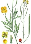 Einzelbild 1 Schmalblättriger Doppelsame - Diplotaxis tenuifolia