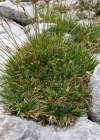 Einzelbild 1 Polster-Segge - Carex firma