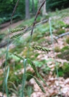 Einzelbild 1 Schlaffe Segge - Carex flacca