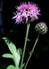 Einzelbild 1 Skabiosen-Flockenblume - Centaurea scabiosa