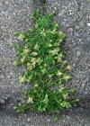 Einzelbild 1 Niederliegendes Mastkraut - Sagina procumbens