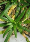 Einzelbild 4 Niederliegendes Mastkraut - Sagina procumbens