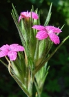 Einzelbild 1 Raue Nelke - Dianthus armeria