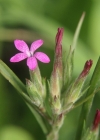 Einzelbild 2 Raue Nelke - Dianthus armeria
