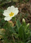 Einzelbild 1 Stängellose Schlüsselblume - Primula acaulis