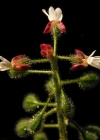 Einzelbild 2 Grosses Hexenkraut - Circaea lutetiana