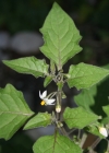 Einzelbild 1 Schwarzer Nachtschatten - Solanum nigrum