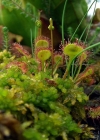 Einzelbild 1 Rundblättriger Sonnentau - Drosera rotundifolia