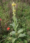 Einzelbild 1 Kleinblütige Königskerze - Verbascum thapsus