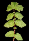Einzelbild 1 Moor-Geissbart - Filipendula ulmaria
