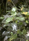 Einzelbild 4 Stechpalme - Ilex aquifolium