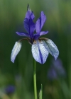 Einzelbild 1 Sibirische Schwertlilie - Iris sibirica