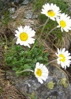Einzelbild 3 Alpenmargerite - Leucanthemopsis alpina
