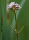 Einzelbild 1 Sumpf-Baldrian - Valeriana dioica