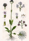 Einzelbild 3 Sumpf-Baldrian - Valeriana dioica
