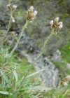 Einzelbild 1 Karpaten-Katzenpfötchen - Antennaria carpatica