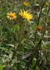 Einzelbild 1 Weidenblättriges Rindsauge - Buphthalmum salicifolium