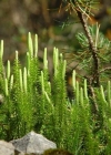 Einzelbild 1 Wald-Bärlapp - Lycopodium annotinum