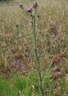 Einzelbild 2 Sumpf-Kratzdistel - Cirsium palustre