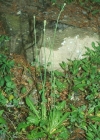 Einzelbild 1 Wiesen-Ferkelkraut - Hypochaeris radicata