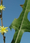 Einzelbild 1 Wilder Lattich - Lactuca serriola