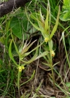 Einzelbild 1 Wald-Wachtelweizen - Melampyrum sylvaticum