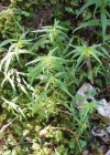Einzelbild 3 Wald-Wachtelweizen - Melampyrum sylvaticum