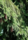 Einzelbild 4 Fichte - Picea abies