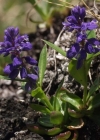 Einzelbild 1 Voralpen-Kreuzblume - Polygala alpestris