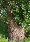 Einzelbild 1 Schwarz-Pappel - Populus nigra