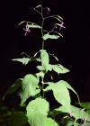 Einzelbild 1 Purpurlattich - Prenanthes purpurea