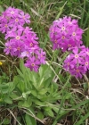 Einzelbild 1 Mehl-Primel - Primula farinosa