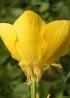 Einzelbild 1 Knolliger Hahnenfuss - Ranunculus bulbosus