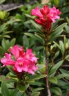 Einzelbild 3 Rostblättrige Alpenrose - Rhododendron ferrugineum
