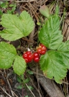 Einzelbild 4 Steinbeere - Rubus saxatilis