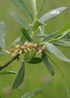 Einzelbild 1 Lavendel-Weide - Salix elaeagnos