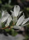 Einzelbild 1 Schweizer Weide - Salix helvetica