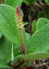 Einzelbild 1 Netz-Weide - Salix reticulata