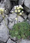 Einzelbild 1 Trauben-Steinbrech - Saxifraga paniculata