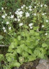 Einzelbild 1 Rundblättriger Steinbrech - Saxifraga rotundifolia