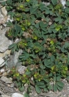 Einzelbild 3 Alpen-Gelbling - Sibbaldia procumbens