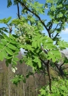 Einzelbild 4 Vogelbeerbaum - Sorbus aucuparia