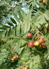 Einzelbild 1 Speierling - Sorbus domestica