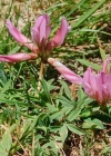 Einzelbild 2 Alpen-Klee - Trifolium alpinum