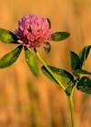 Einzelbild 1 Rot-Klee - Trifolium pratense