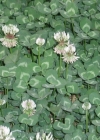 Einzelbild 1 Kriechender Klee - Trifolium repens