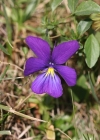Einzelbild 1 Langsporniges Stiefmütterchen - Viola calcarata